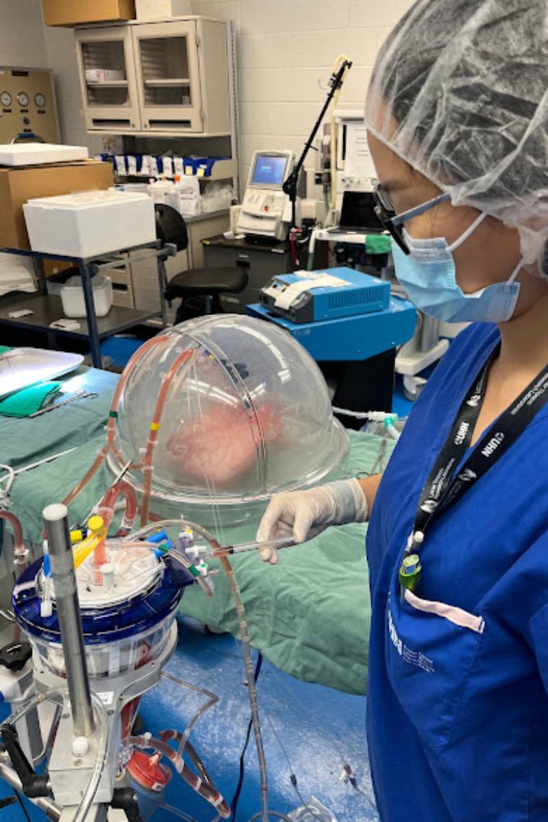 La cientfica Aizhou Wang ante la máquina de perfusión con el tratamiento enzimático. (FOTO: UHN).